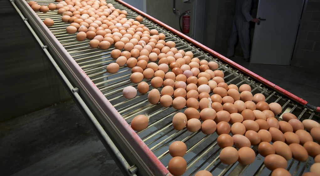 Illustration picture shows eggs rolling of an assembly line at a chicken farm in Merksplas, Tuesday 08 August 2017. Millions of eggs have been pulled from shops in Belgium, the Netherlands and Germany as fipronil was detected in samples. Insecticide fipronil is used to destroy lice and ticks, but it's forbidden for use with animals intended for human consumption. BELGA PHOTO KRISTOF VAN ACCOM