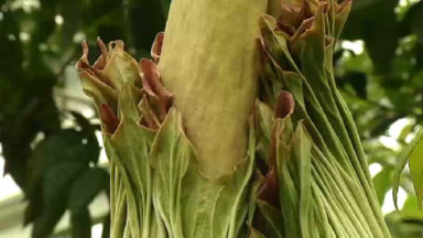 Un arum titan en fleur au Jardin botanique de Meise