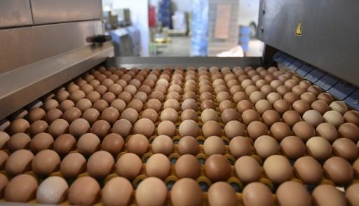 Oeufs Contaminés Par Un Insecticide Les Dangers Du Fipronil Pointés Dès Juin 2016 Par Le 