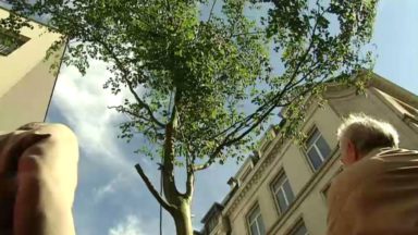 Pour éviter d’abattre un arbre, un collectif citoyen en appelle à une variation du Meyboom