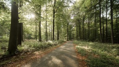 Forêt de Soignes : deux parkings supprimés