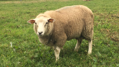 Un troupeau de moutons s’installe à l’aéroport de Zaventem pour deux semaines