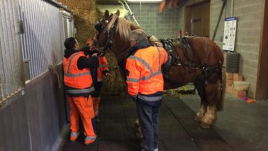 Domino : le nouveau cheval de trait schaerbeekois