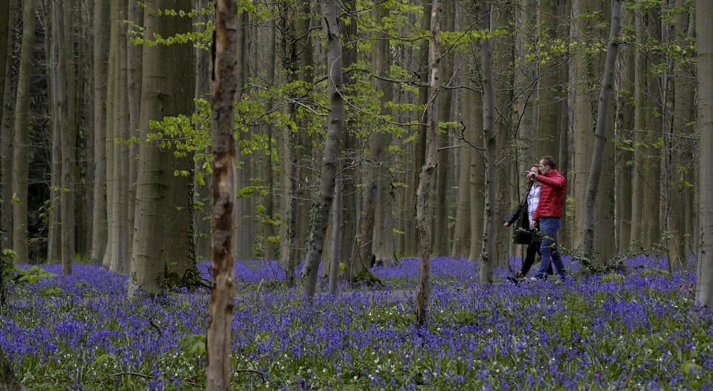 Bonne nouvelle : les jacinthes du bois de Hal fleuriront à la mi-avril - BX1