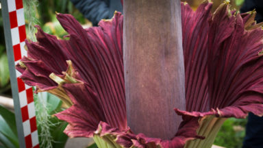 La floraison d’un arum titan attendue dans les jours à venir au Jardin botanique de Meise