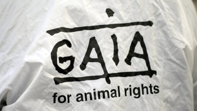 Ixelles est la commune bruxelloise la plus respectueuse des animaux, selon Gaia