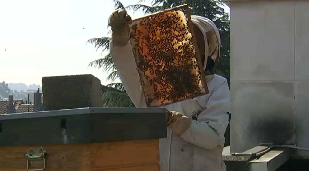 La Région bruxelloise envisage de limiter les ruches, les apiculteurs sont inquiets - BX1