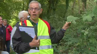 Découvrez les secrets de la forêt de Soignes