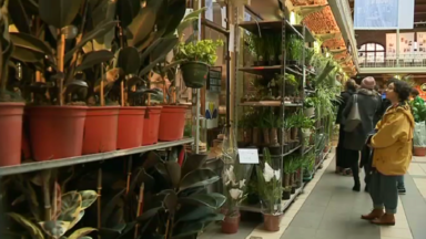 Les plantes vertes ont la cote, c’est un succès pour la grande vente organisée aux Halles Saint Géry