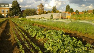 L’agriculture urbaine et verticale en plein boom : et à Bruxelles ?