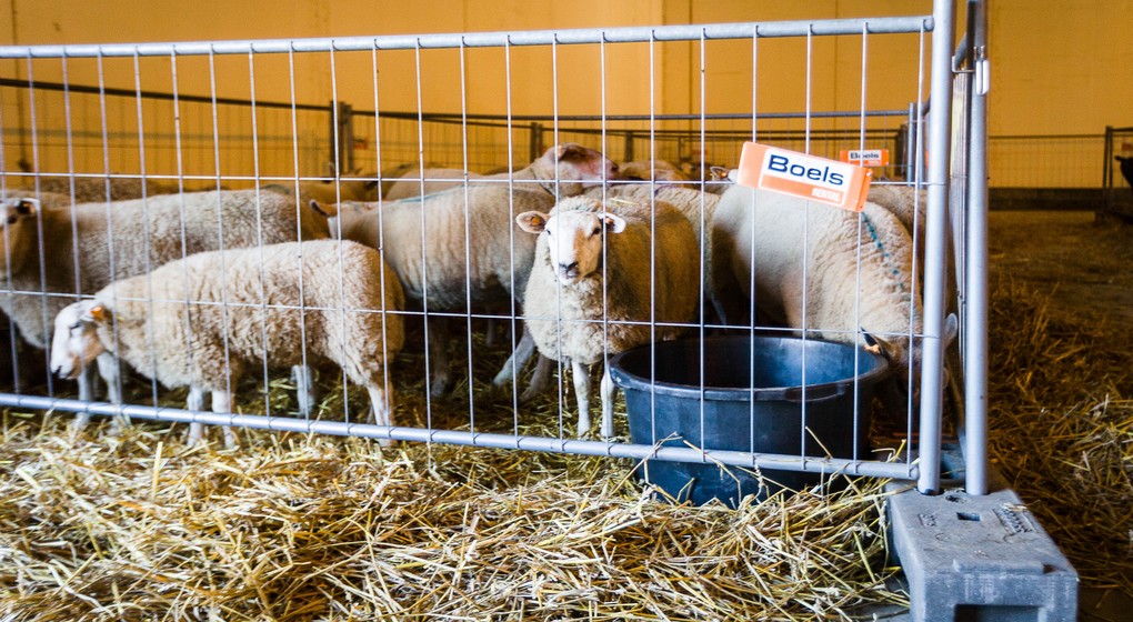 Moutons Abattoir Aid El-Kebir - Belga James Arthur Gekiere