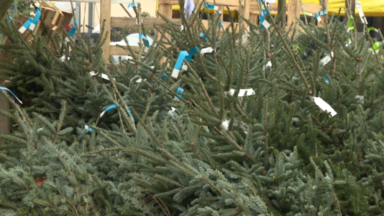 Sapins : voici où et quand vous pouvez les déposer en Région bruxelloise