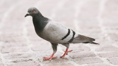 Bientôt moins de pigeons ? Ixelles distribuera des graines contraceptives