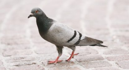 Pigeon - Illustration Belga Siska Gremmelprez
