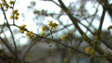 Des bourgeons aux arbres et des pics de pollen en plein mois de février