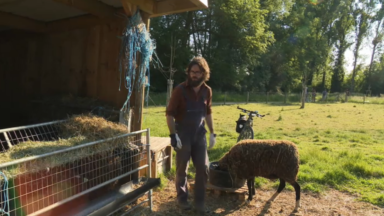 Berger urbain, David élève des moutons à Bruxelles