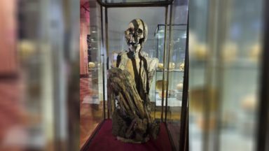 Le Musée Art et Histoire défend l’authenticité de sa momie Rascar Capac face à Pairi Daiza