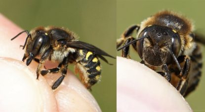 Nouvelle espèce abeille Anthidie Sept-Epines - Natagora Bernard Pasau