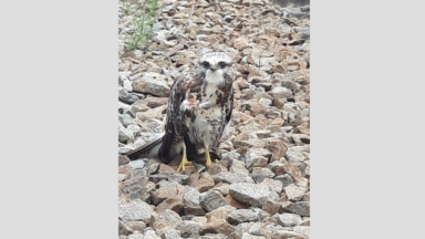 Un faucon a provoqué l’interruption temporaire du trafic ferroviaire à la gare de Simonis