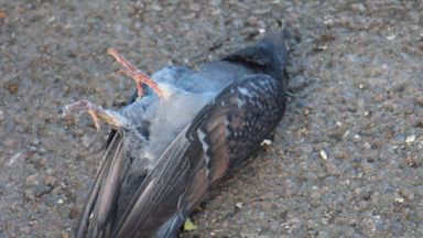 Ixelles : des dizaines de pigeons morts, une enquête ouverte pour empoisonnement