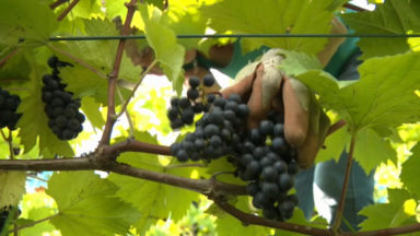 Vendanges à Uccle : un vigneron passionné réunit ses amis pour récolter les raisins