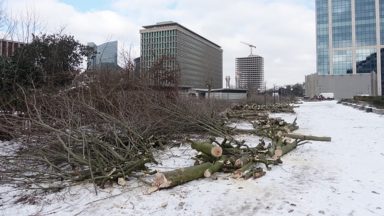 L’abattage de centaines d’arbres à la Cité administrative crée la discorde