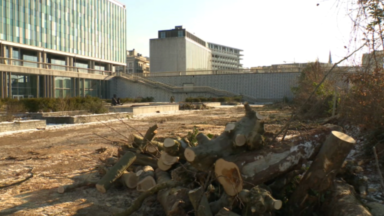 Bruxelles-Ville : des centaines d’arbres abattus devant l’ancienne cité administrative