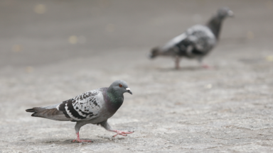 Anderlecht : la commune distribue des graines pour stériliser les pigeons