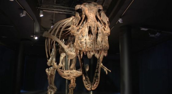 Trix T-Rex Tyrannosaure - Museum Sciences naturelles - Capture BX1