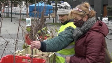 La Ville de Bruxelles propose à ses citoyens de planter un millier d’arbres