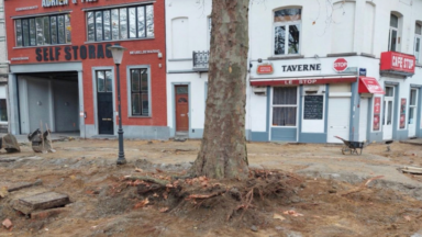 Etterbeek : des platanes endommagés suite à des travaux réalisés sans autorisation de la Région