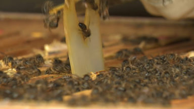 La Région bruxelloise adopte une stratégie pour les insectes pollinisateurs