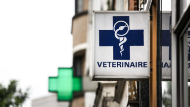 Les ambulances vétérinaires bientôt prioritaires ?