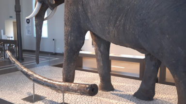 Un fossile de défense d’éléphant plus vieux que le mammouth à découvrir au Musée des sciences naturelles