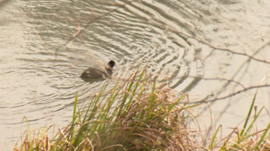 Pollution des étangs au Rouge-Cloître : Auderghem pousse la Région à intervenir