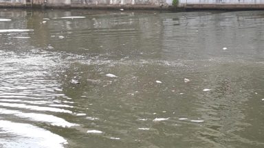 Des poissons morts à la surface du canal : Bruxelles Environnement évoque plusieurs hypothèses