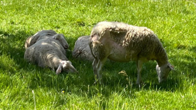 Un virus touche et tue plusieurs moutons à Berchem-Sainte-Agathe