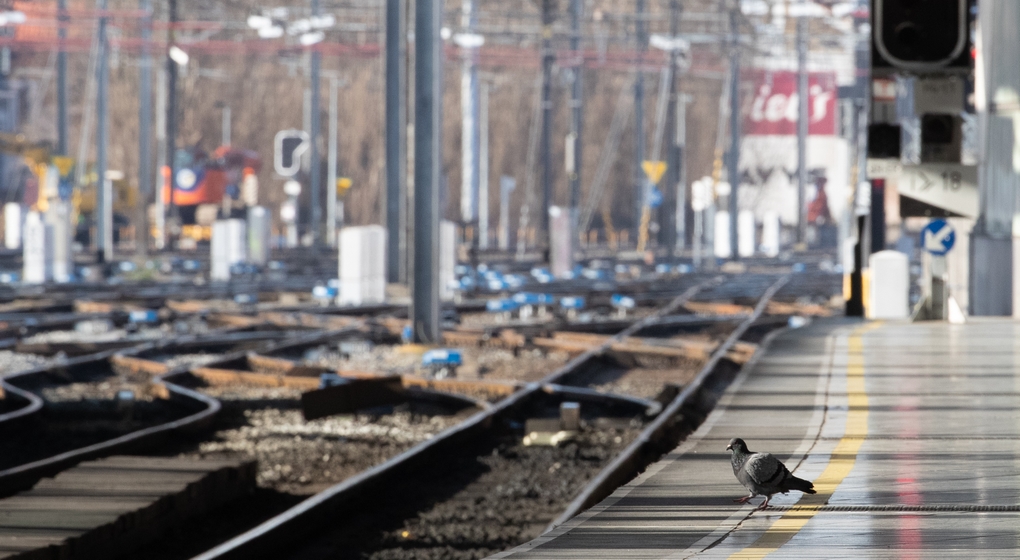 Pigeon Quai Vide Rails Train SNCB Bruxelles Midi - Belga Benoit Doppagne