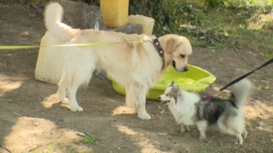 Nouvelle aire de jeu pour chiens au parc de Haren