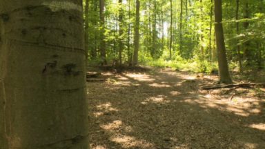 Interdiction de fumer dans les forêts flamandes : une partie de la Forêt de Soignes est concernée