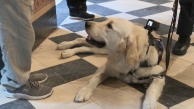 Lucky, le nouveau chien de la police pour aider les victimes de traumatisme