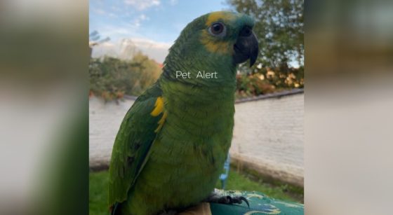 Coco Perroquet Perdu Forest - Pet Alert Bruxelles