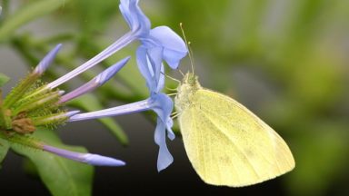 Quels papillons dans nos jardins ? Natagora révèle les résultats de son “grand recensement”