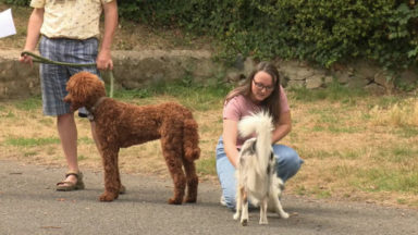 Watermael-Boitsfort teste les espaces de liberté pour chiens avec des horaires