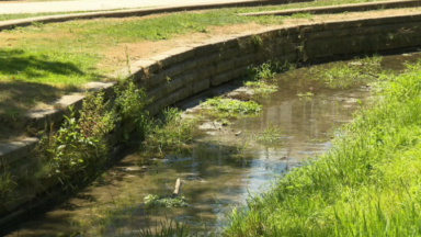 Environnement : les cours d’eau bruxellois souffrent aussi de la chaleur