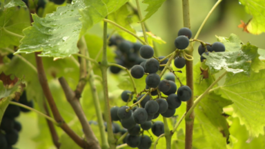 Un vignoble ucclois : vestige du passé vigneron de Bruxelles
