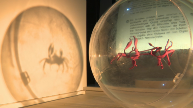 Luminopolis, la nouvelle exposition interactive du musée d’histoires naturelles