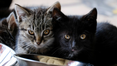 Le refuge pour chats CatRescue à Woluwe-Saint-Lambert cherche de nouveaux locaux