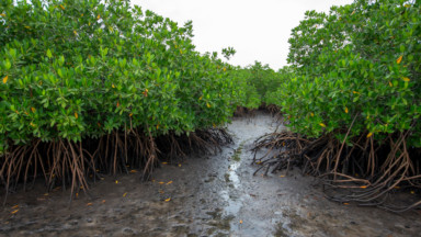 Des chercheurs de la VUB démontrent l’impact du réchauffement sur les mangroves sud-africaines