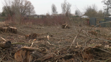135 arbres abattus à Vogelzang